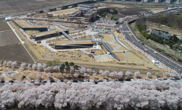 벚꽃이 만발한 한국원자력환경공단 본사 앞 흥무로(사진은 지난해 벚꽃모습)