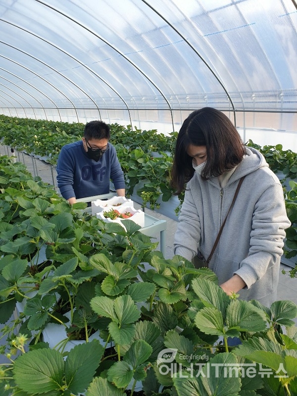 산돌팜 발달장애인들이 특대품 딸기를 수확하고 있다