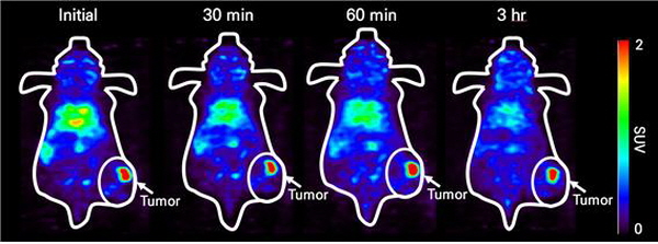 암이 발현된 쥐에 주입한 지르코늄-89 체내영상=지르코늄-89를 주사하여 암이 발현된 분위를 선명하게 진단할 수 있다.