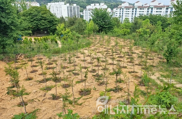 삼천리가 청량산 일대에 편백나무 800주를 식재했다.